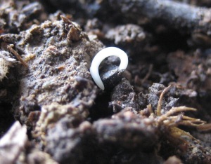 Start Your Onion Seeds Today Image